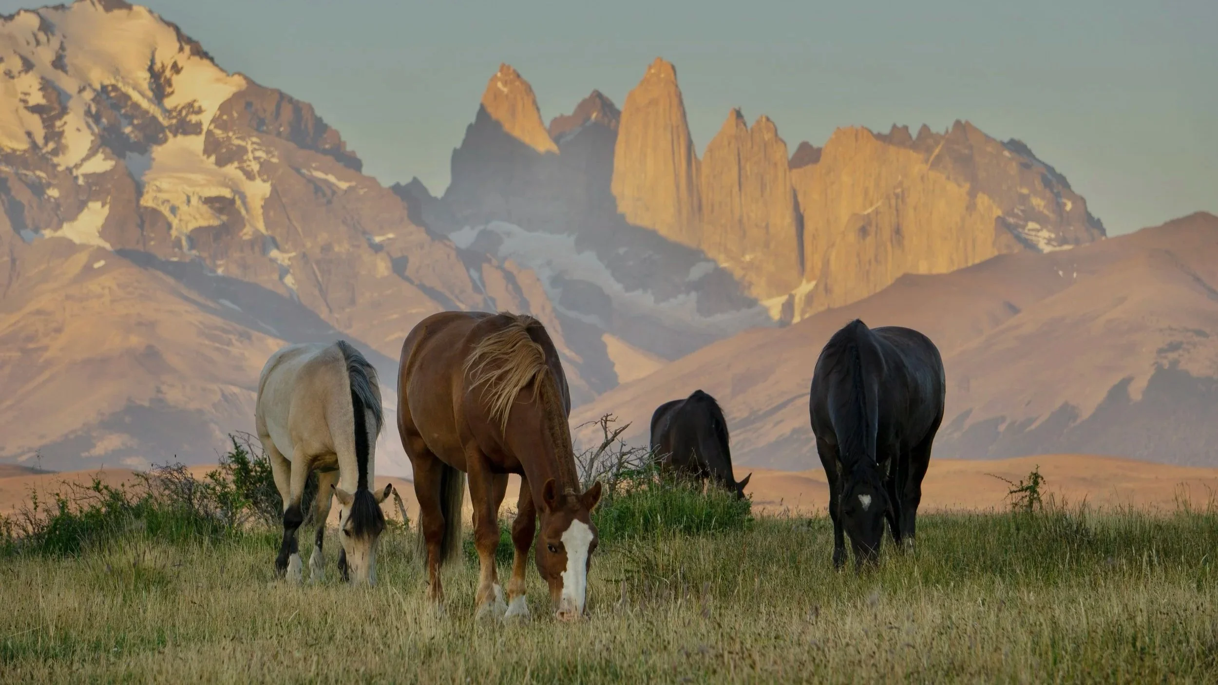 Herd grazing a green meadow beneath Patagonian granite towers